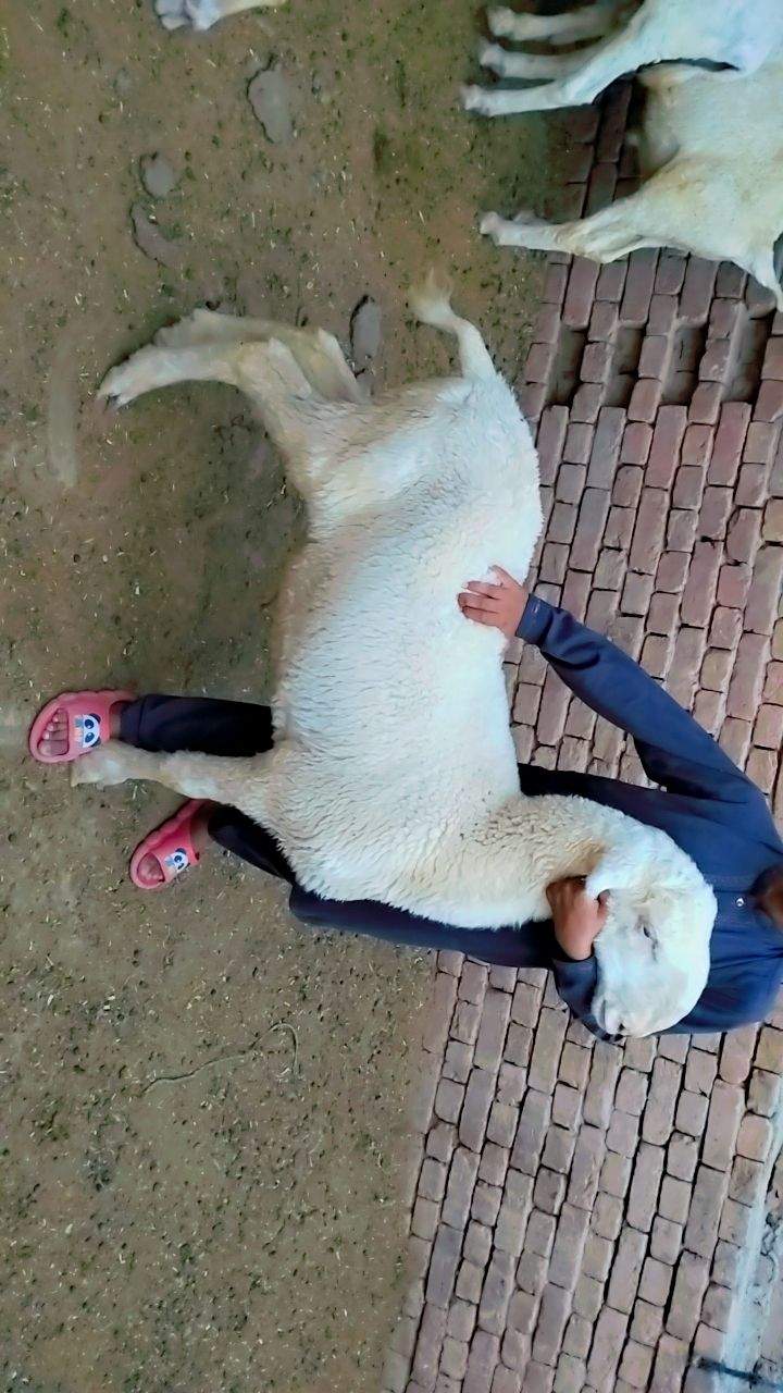 Bakry muddry by A S Mobile