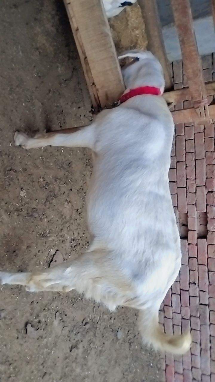 Bakry muddry by A S Mobile