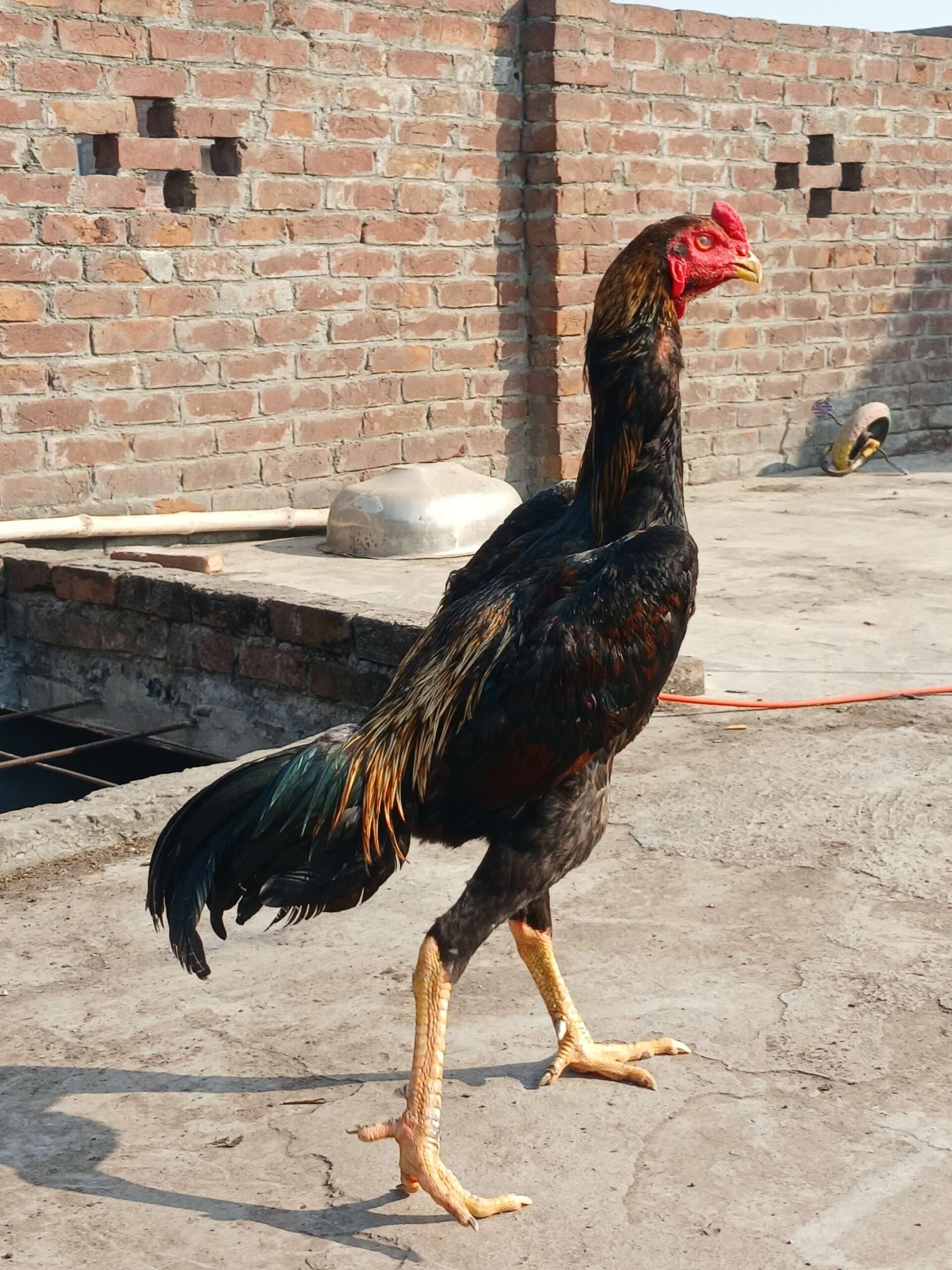 Japanese king size male