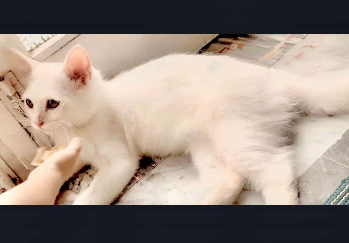 Persian best deal 🤝