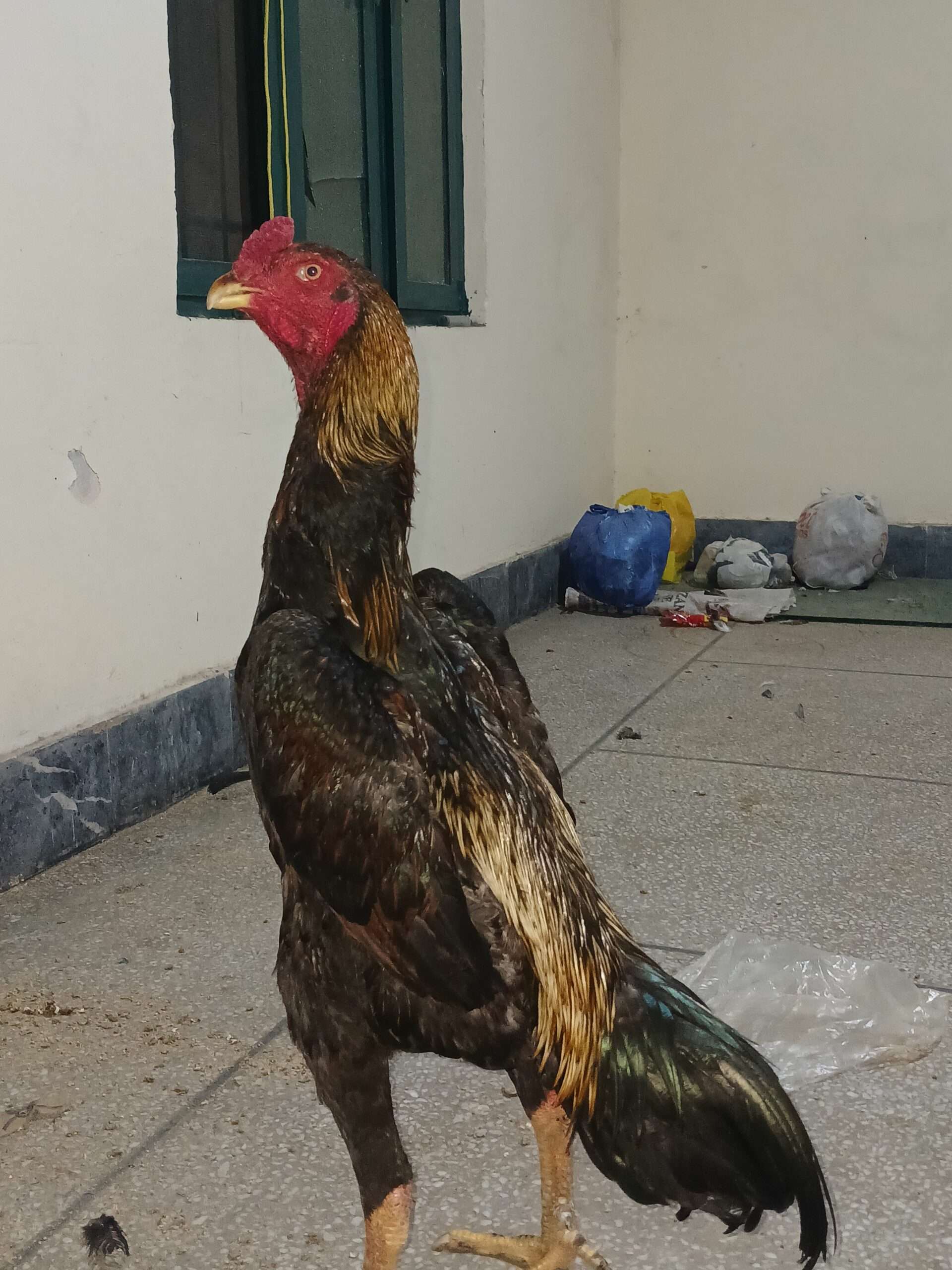 Japanese king size male