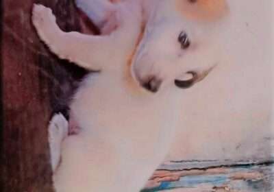 22f3e884-3dbc-469a-9bde-5bf92b559c86