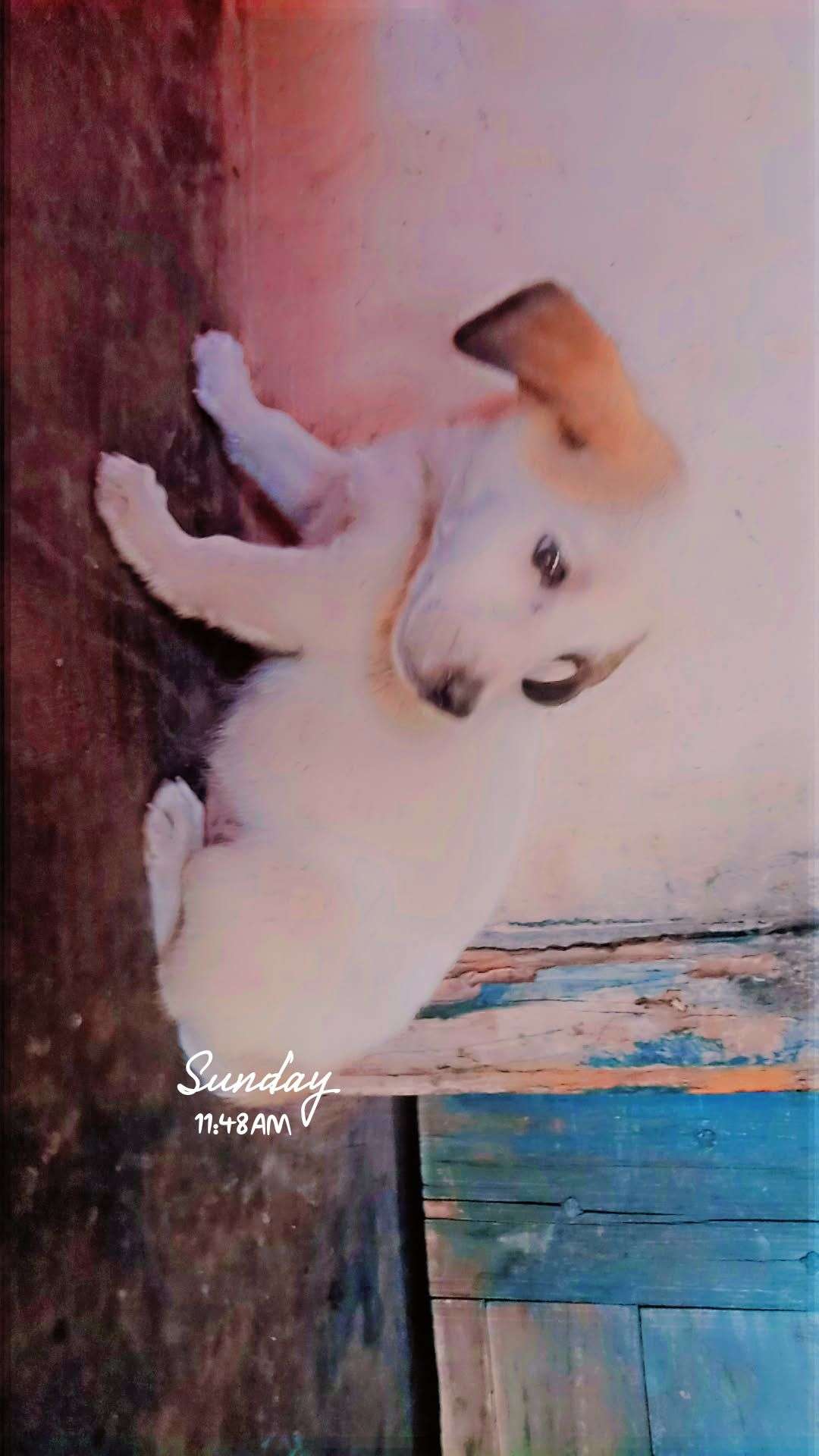 Russian kids dog sale