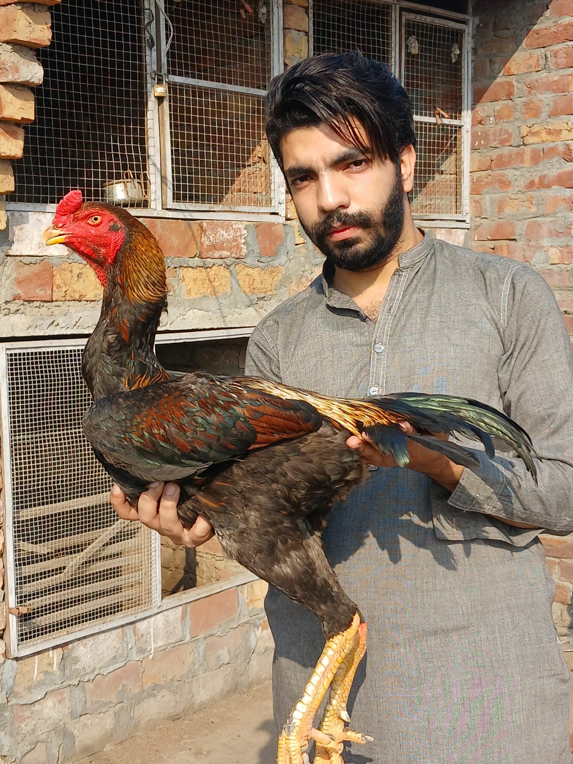 Japanese king size male