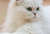 Persian male cat good looking