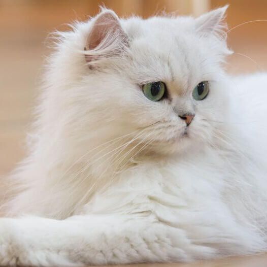 Persian male cat good looking