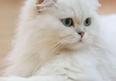 2c96e4da-e908-411c-b7b8-d8671c997dcd-2