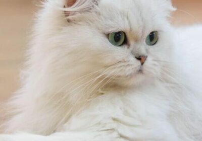 2c96e4da-e908-411c-b7b8-d8671c997dcd-3