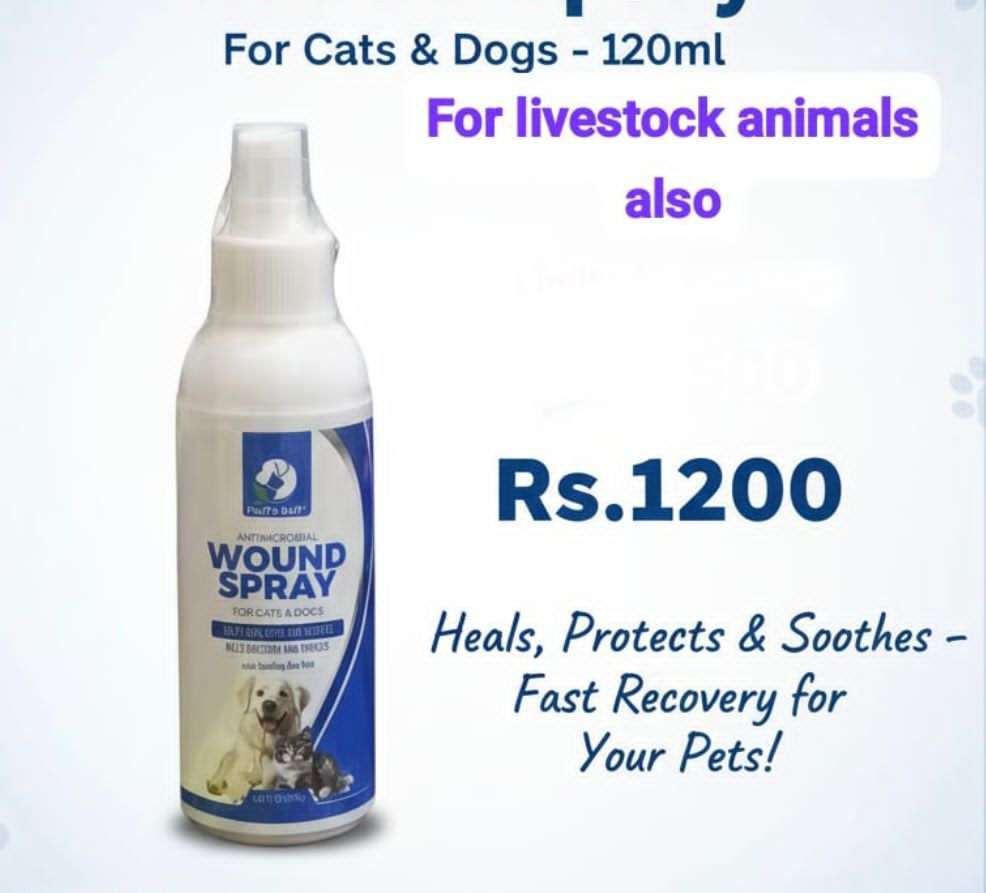 Persian best deal 🤝