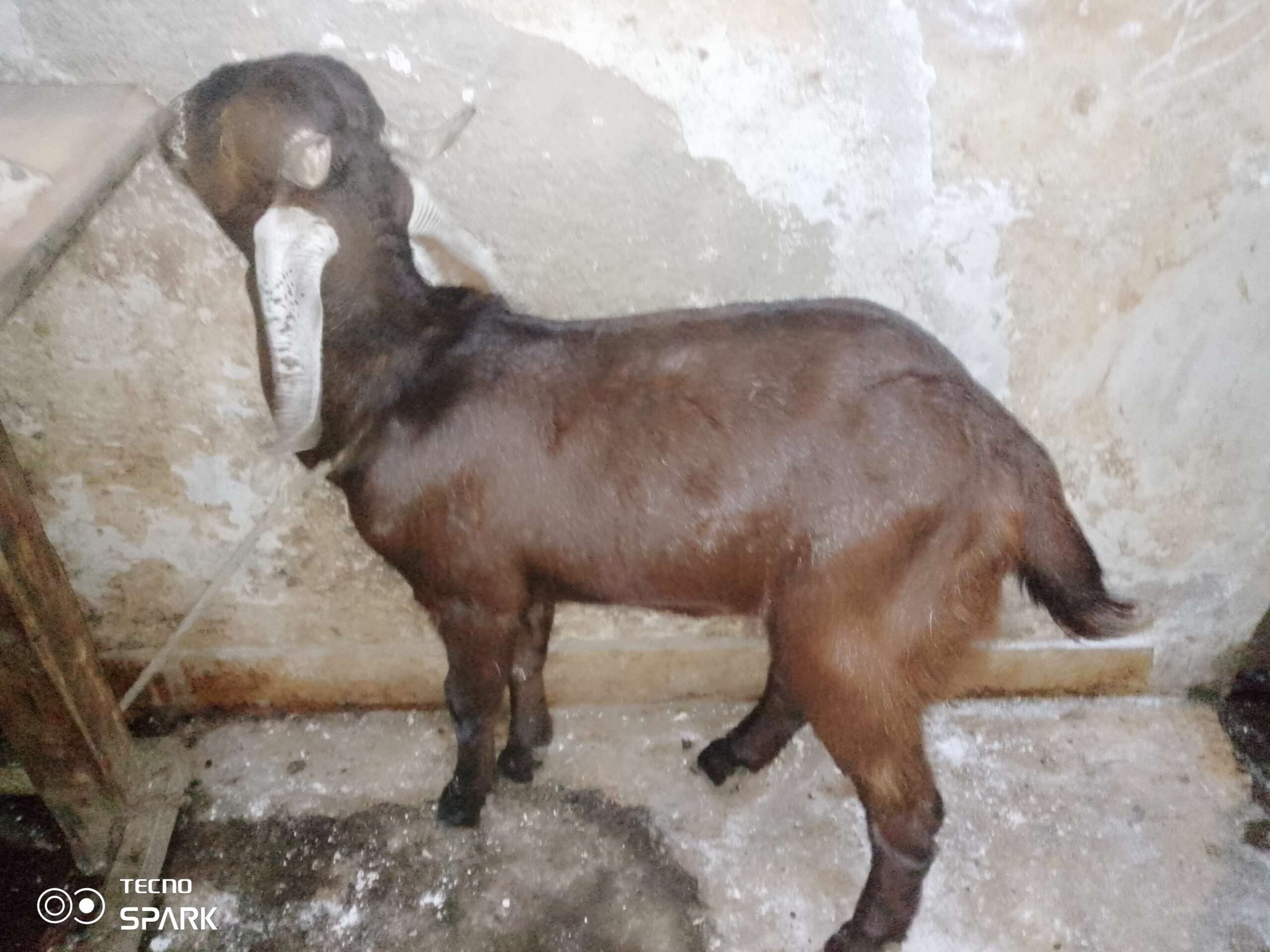 Desi teddy tapray kheeray bakray