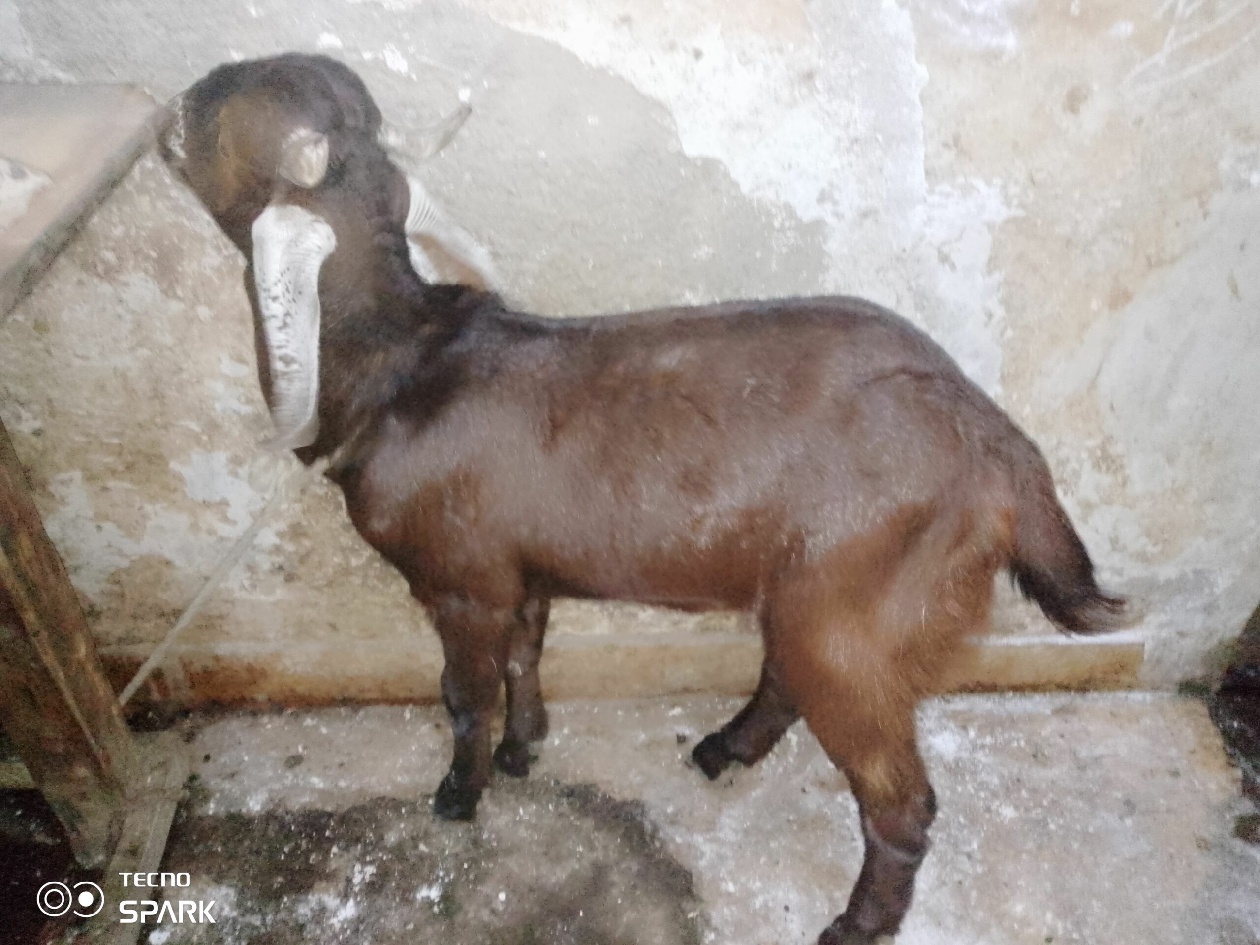 Desi teddy tapray kheeray bakray