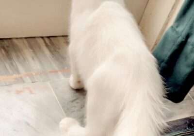 352f03ac-3fee-4873-b4a3-2537f987e18f