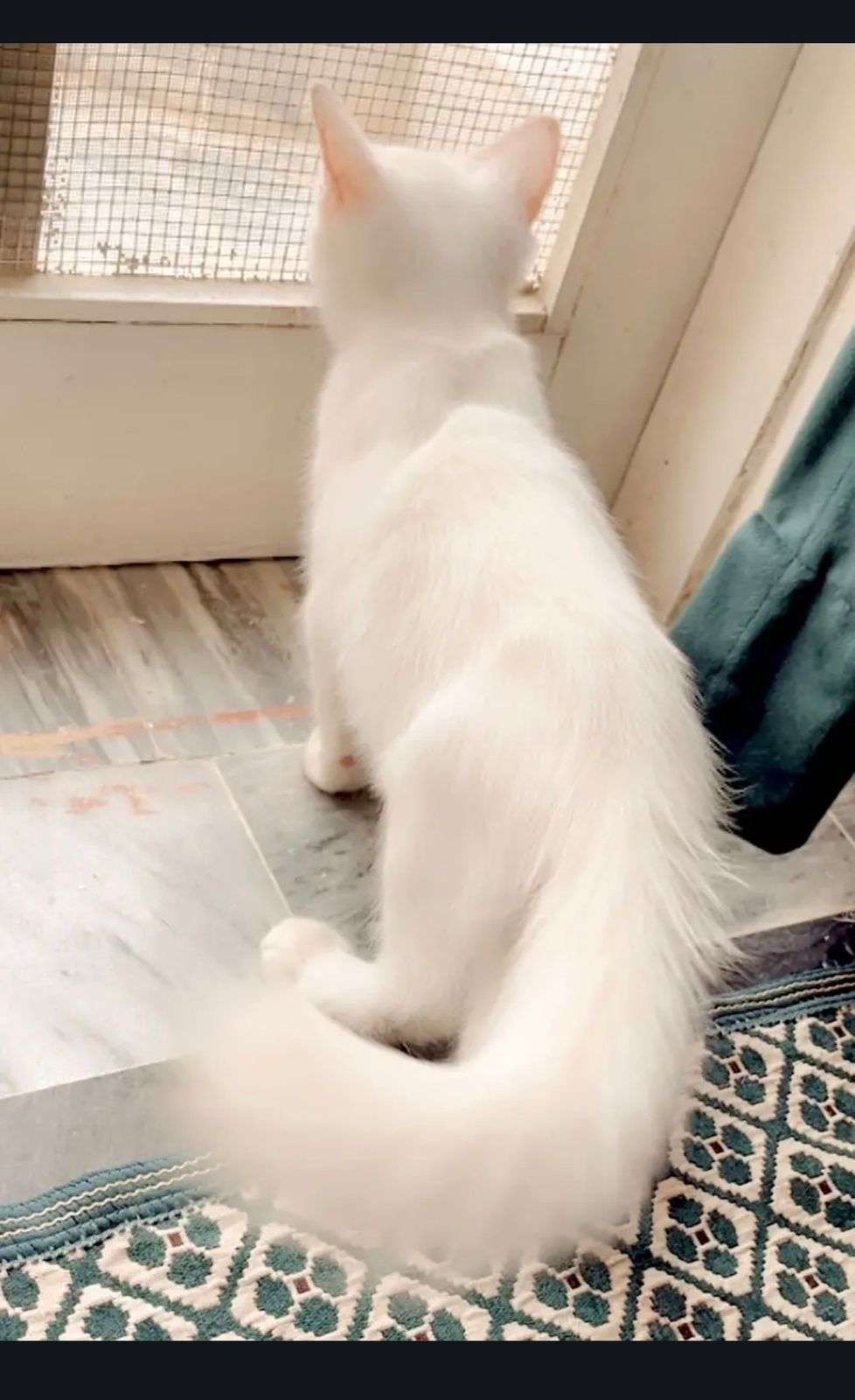 Persian best deal 🤝