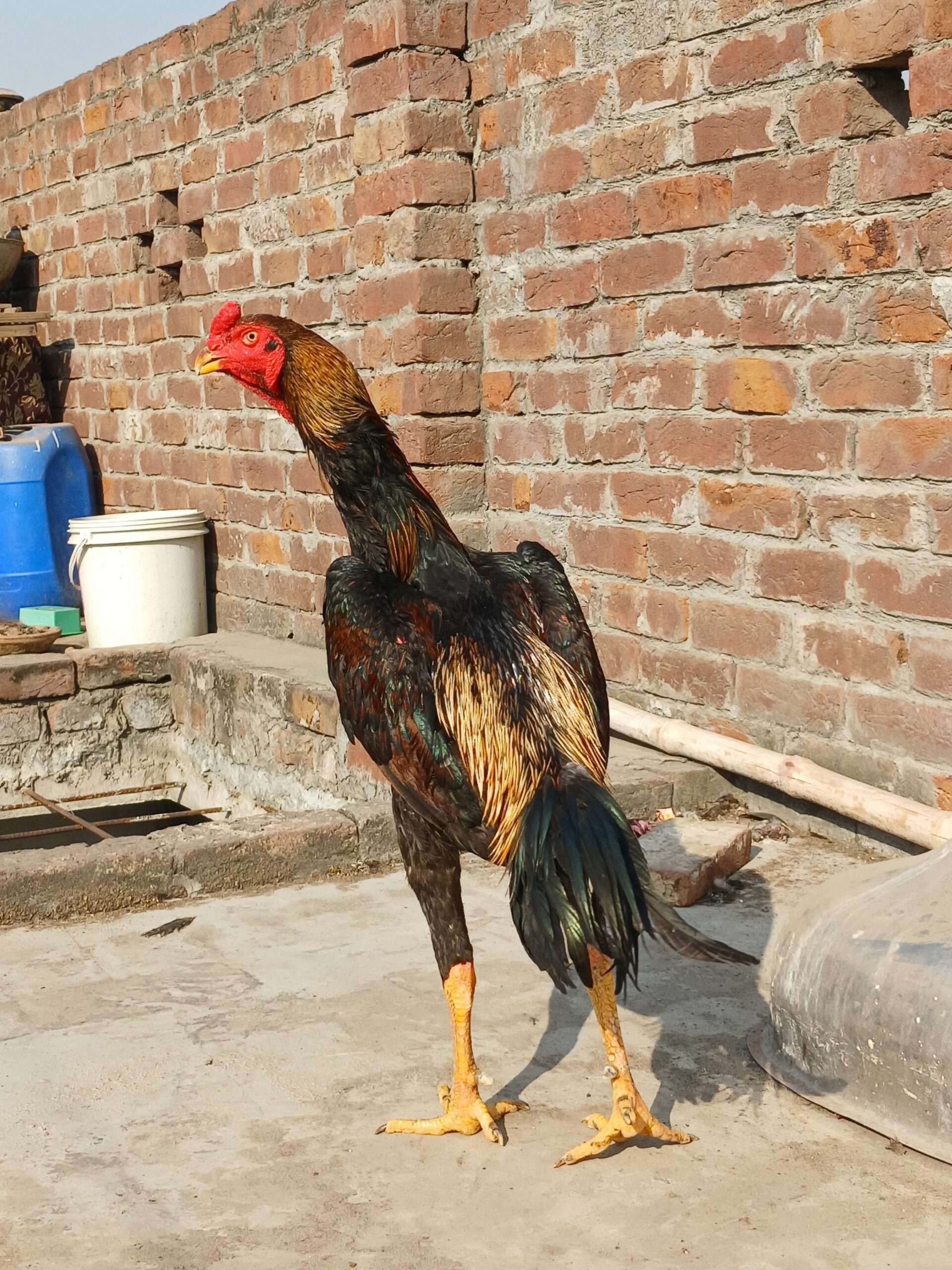 Japanese king size male