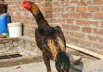 365135b7-3a05-4891-b4f5-e38121205ba5