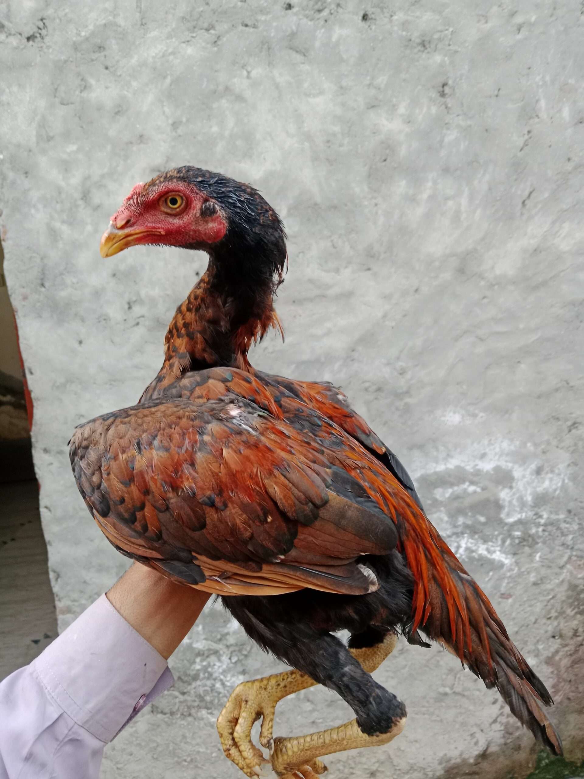 Thai cross long height