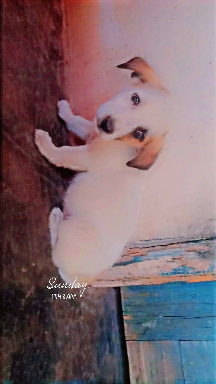 Russian kids dog sale