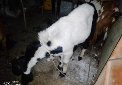 4095c645-f4ad-4424-98a9-19c0afb30f4d-2