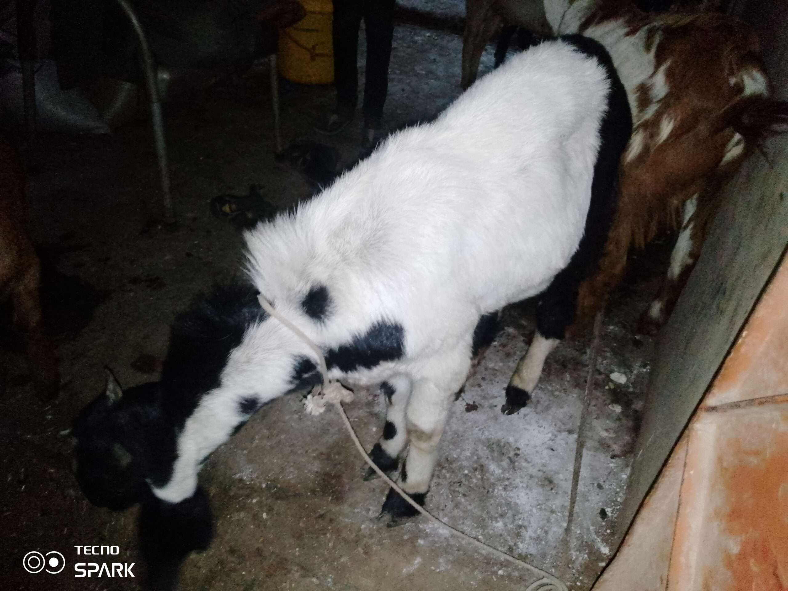 Desi teddy tapray kheeray bakray