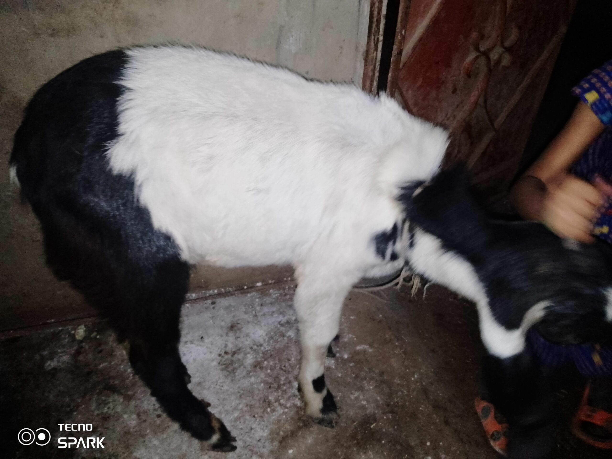 Desi teddy tapray kheeray bakray