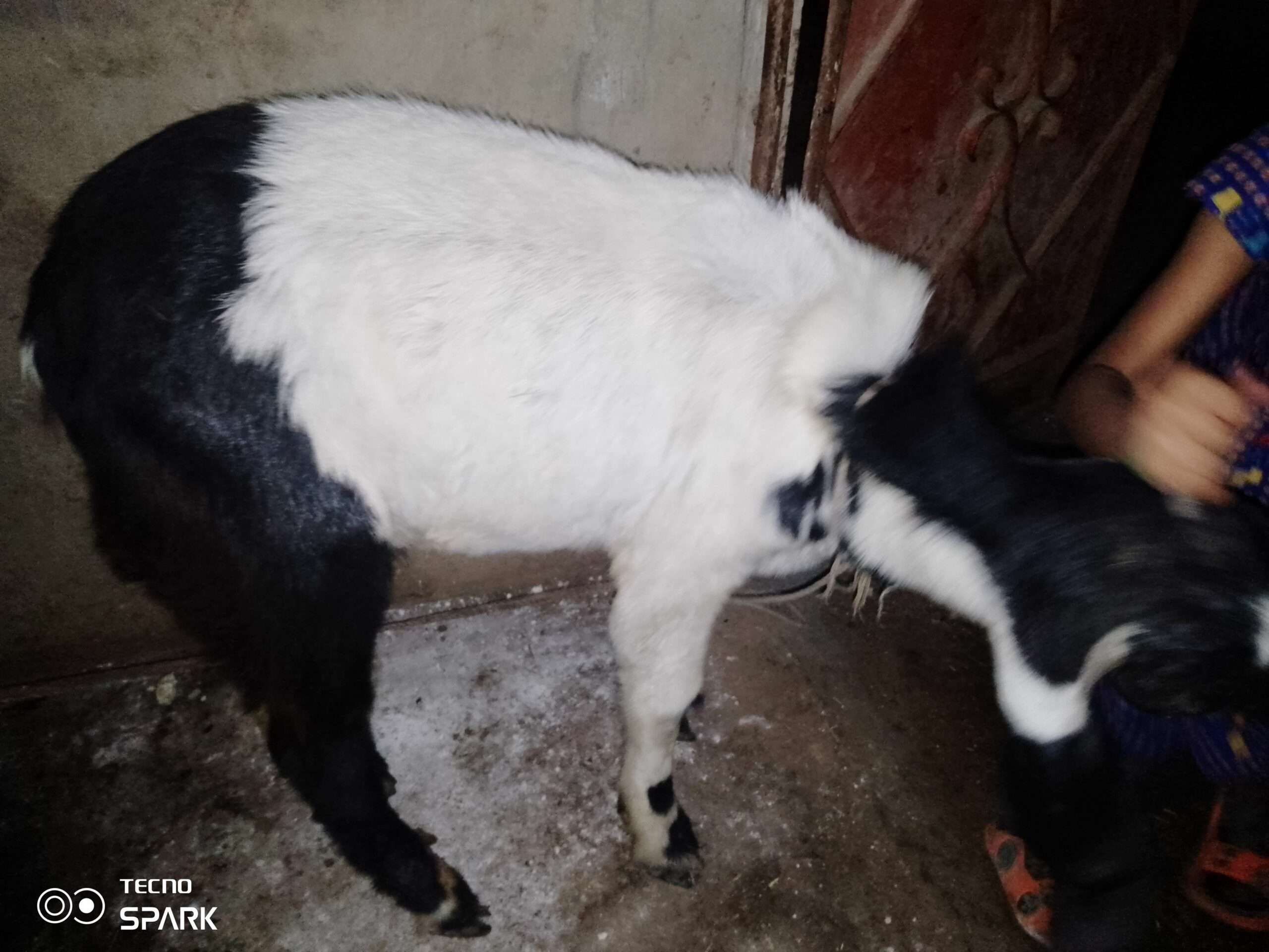 Desi teddy tapray kheeray bakray