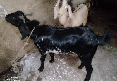 430a79fe-7d1e-400a-bf93-c025ff197600-2