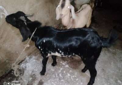 430a79fe-7d1e-400a-bf93-c025ff197600-3