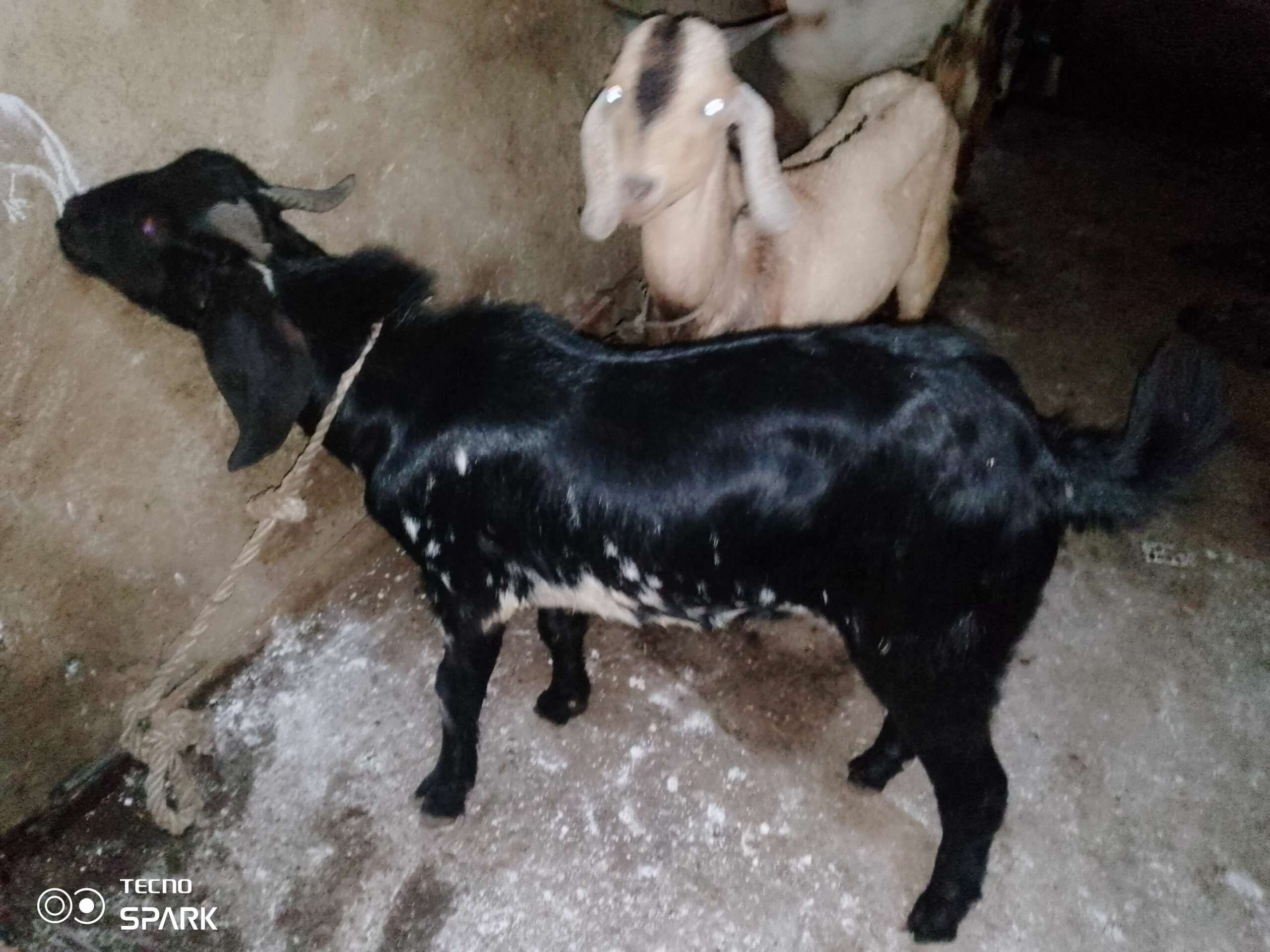 Desi teddy tapray kheeray bakray