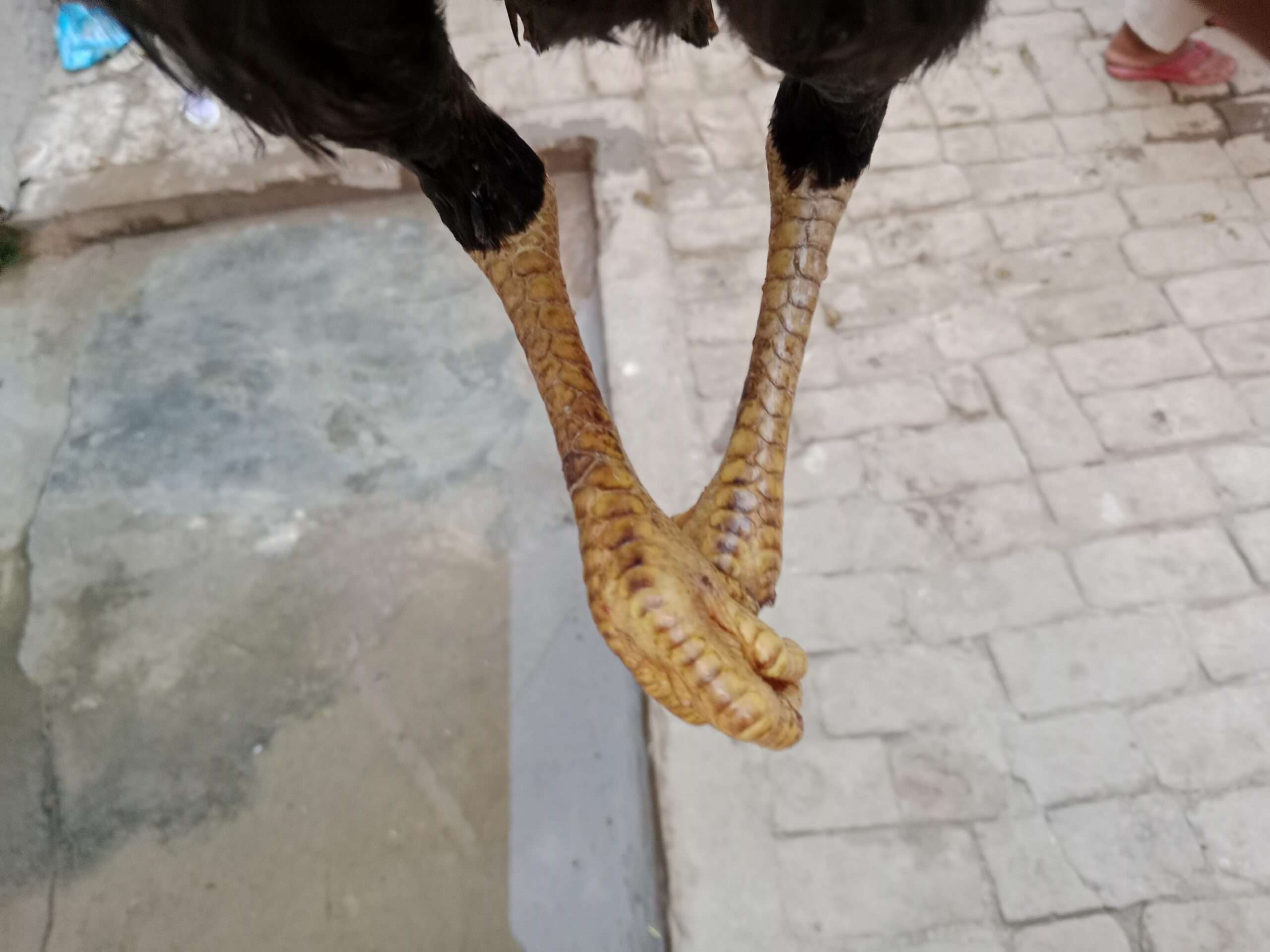 Thai cross long height