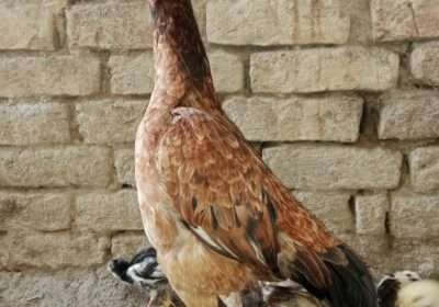 4a779a8f-9e77-4b29-a5e9-8a3484688494-1