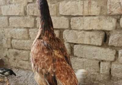 57a8a67c-5dfb-4cd7-b3a4-e5b650170430-1