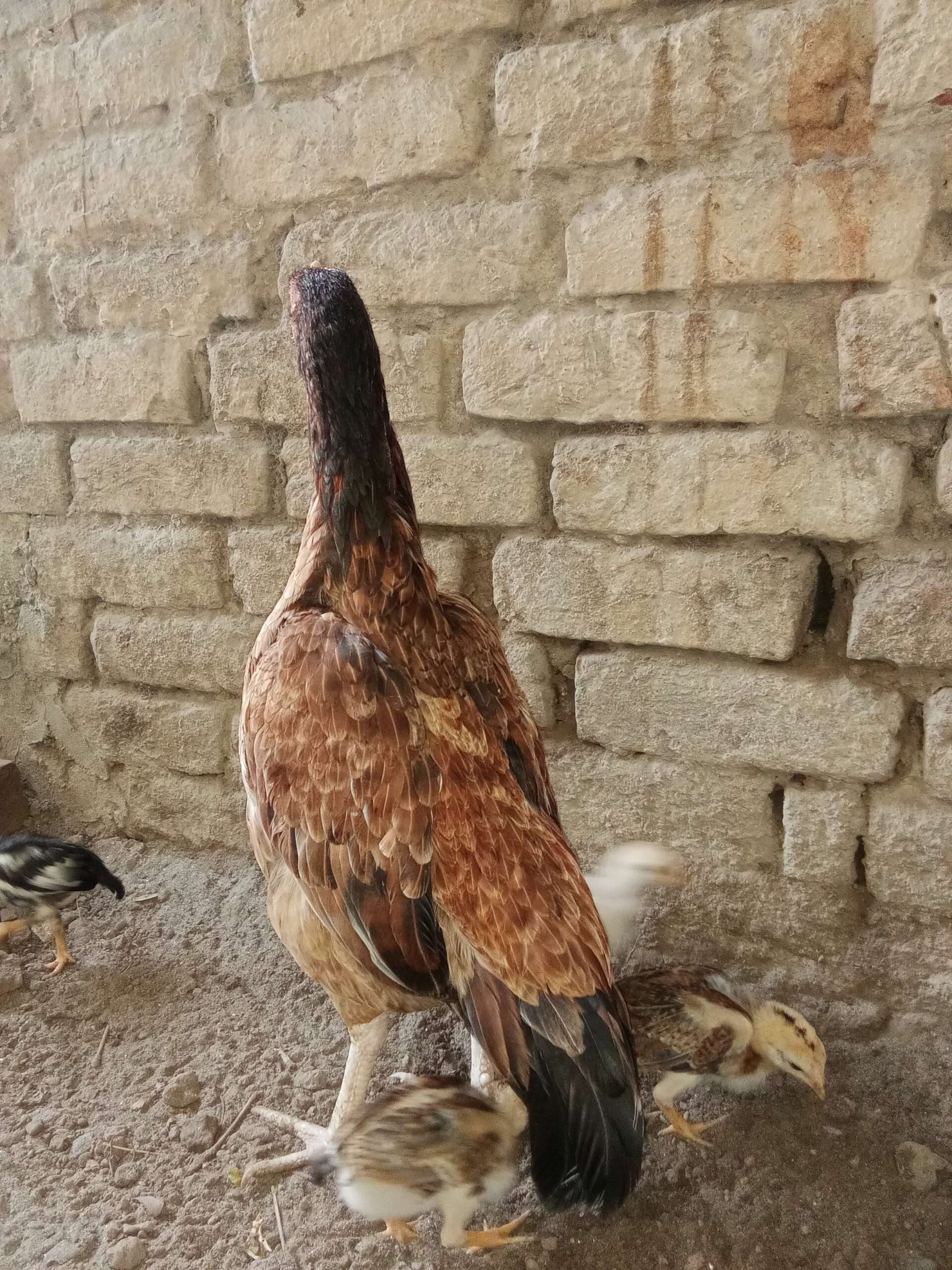 Only female for sale hight quality