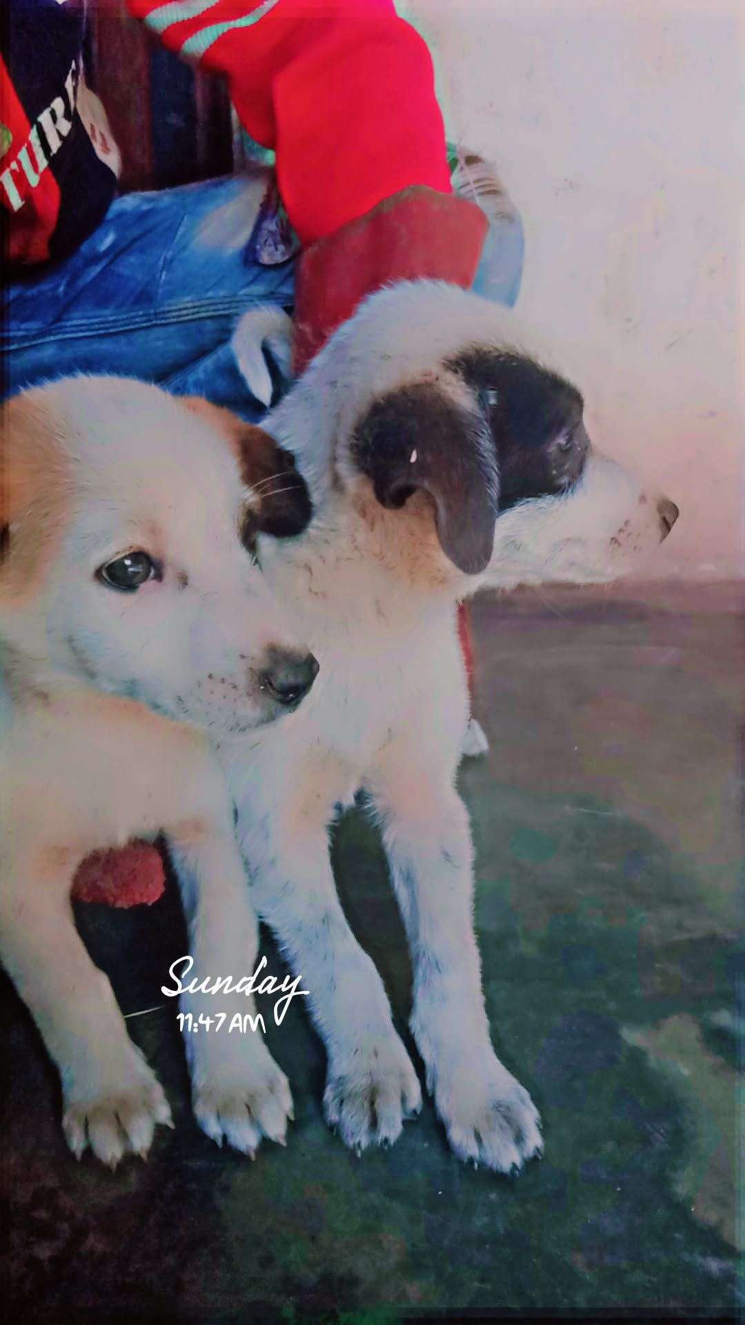 Russian kids dog sale