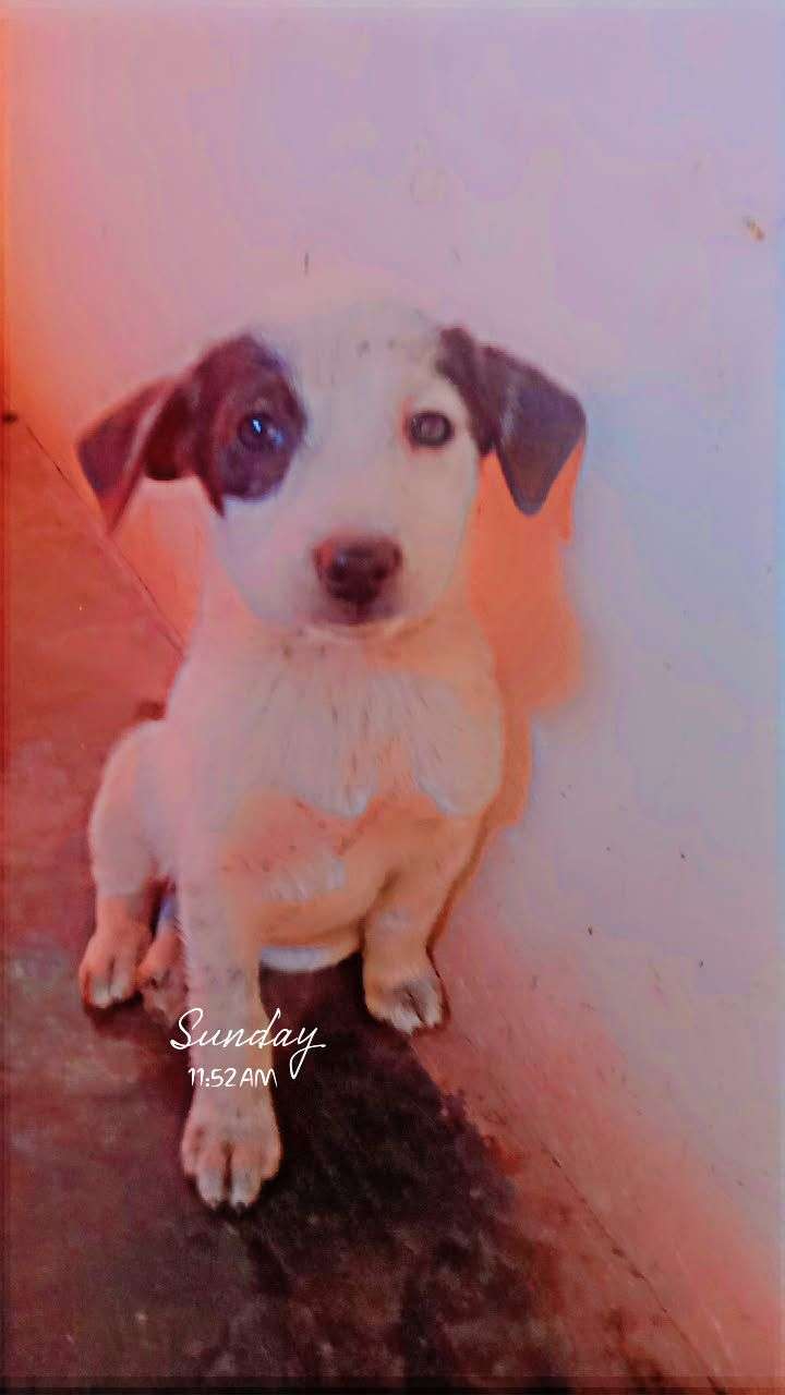 Russian kids dog sale