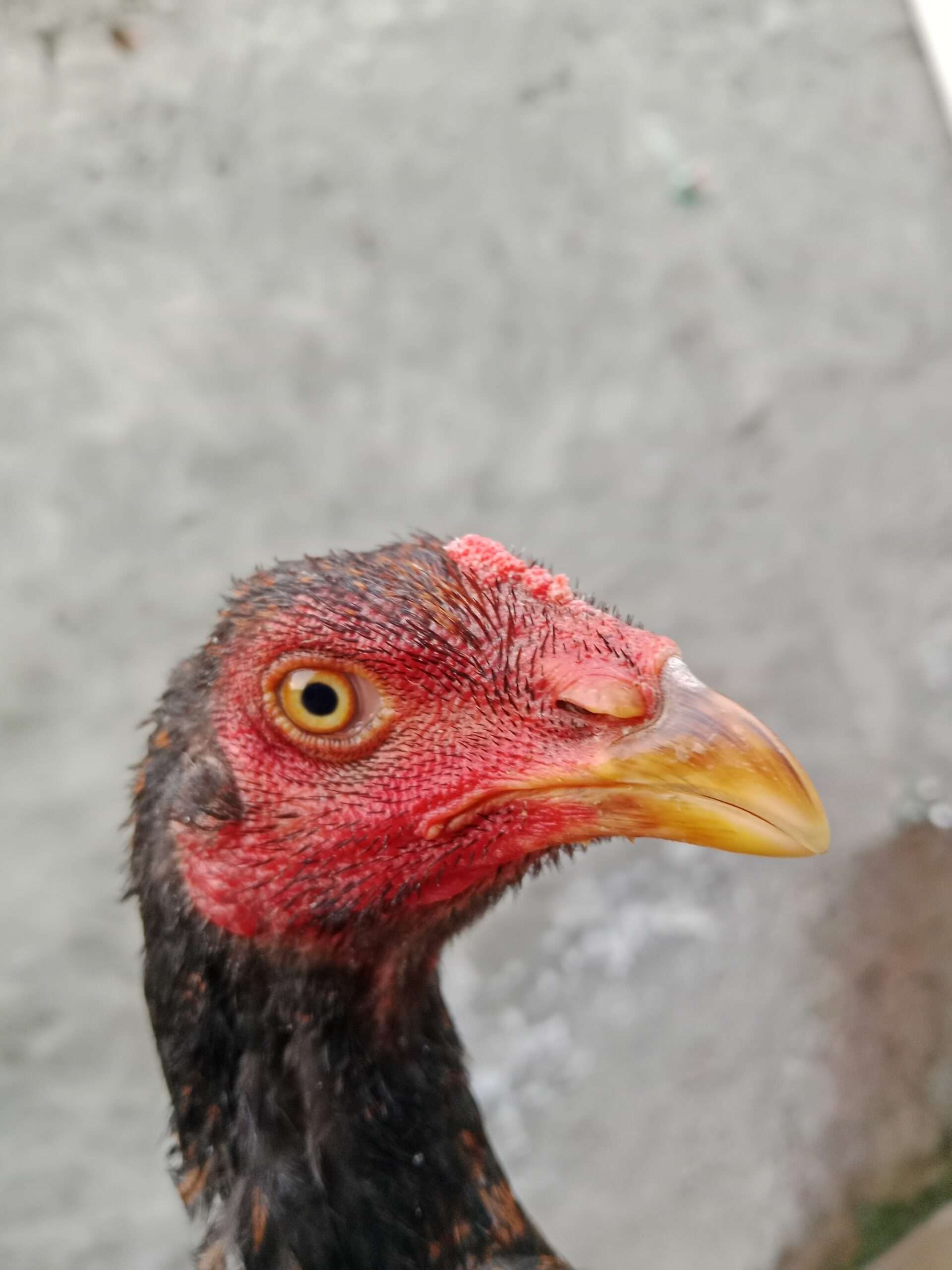 Thai cross long height