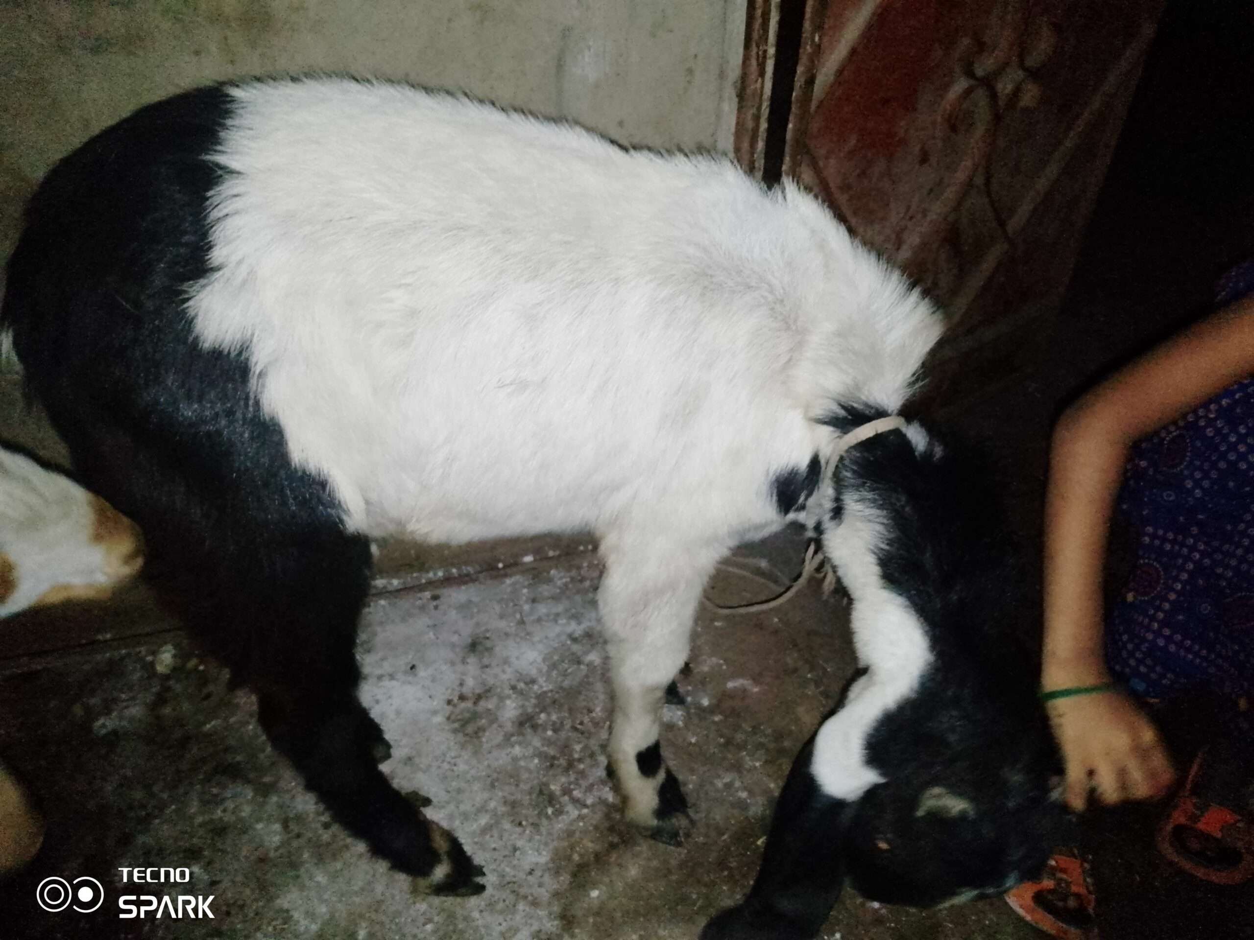 Desi teddy tapray kheeray bakray