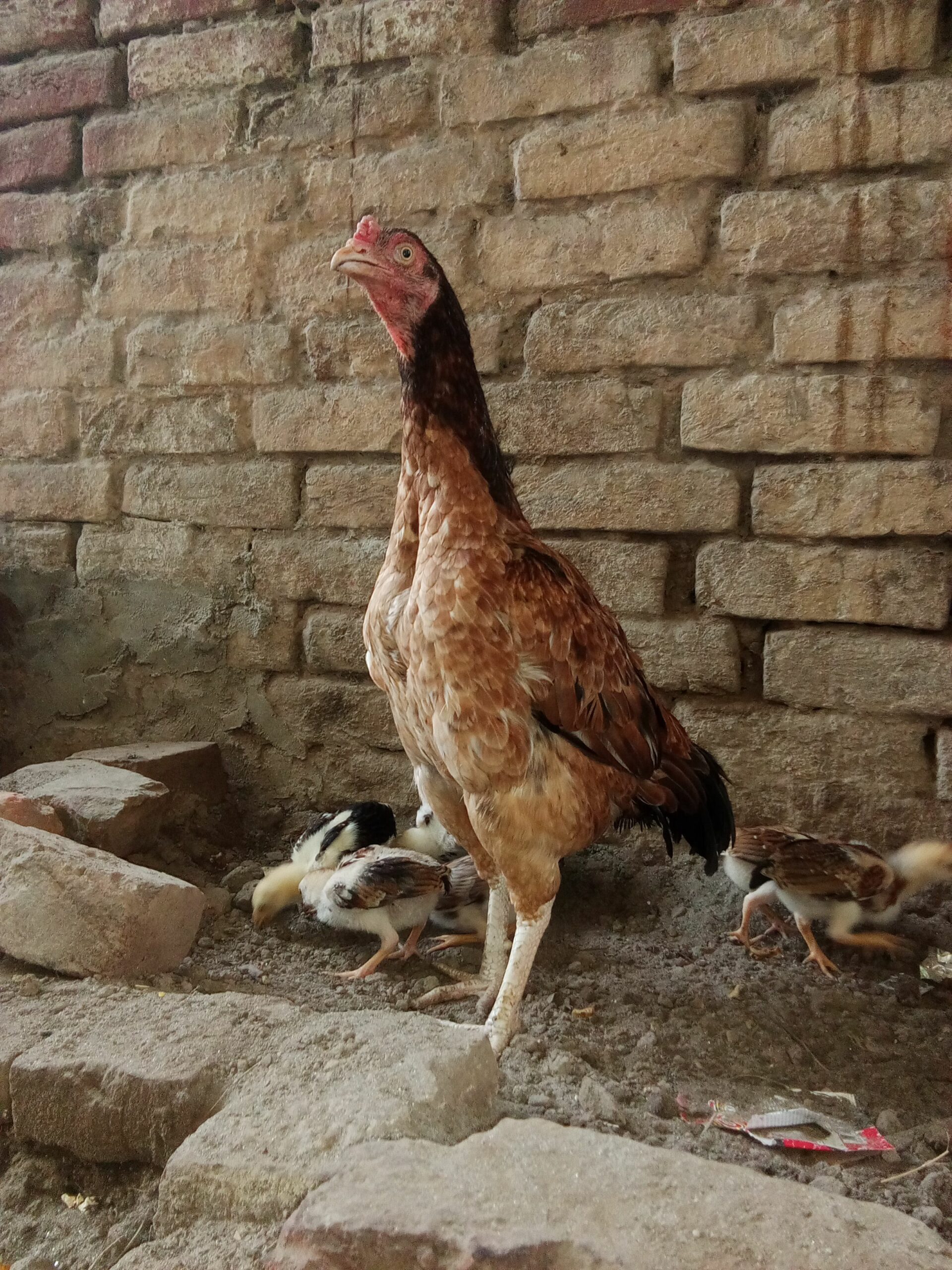 Only female for sale hight quality