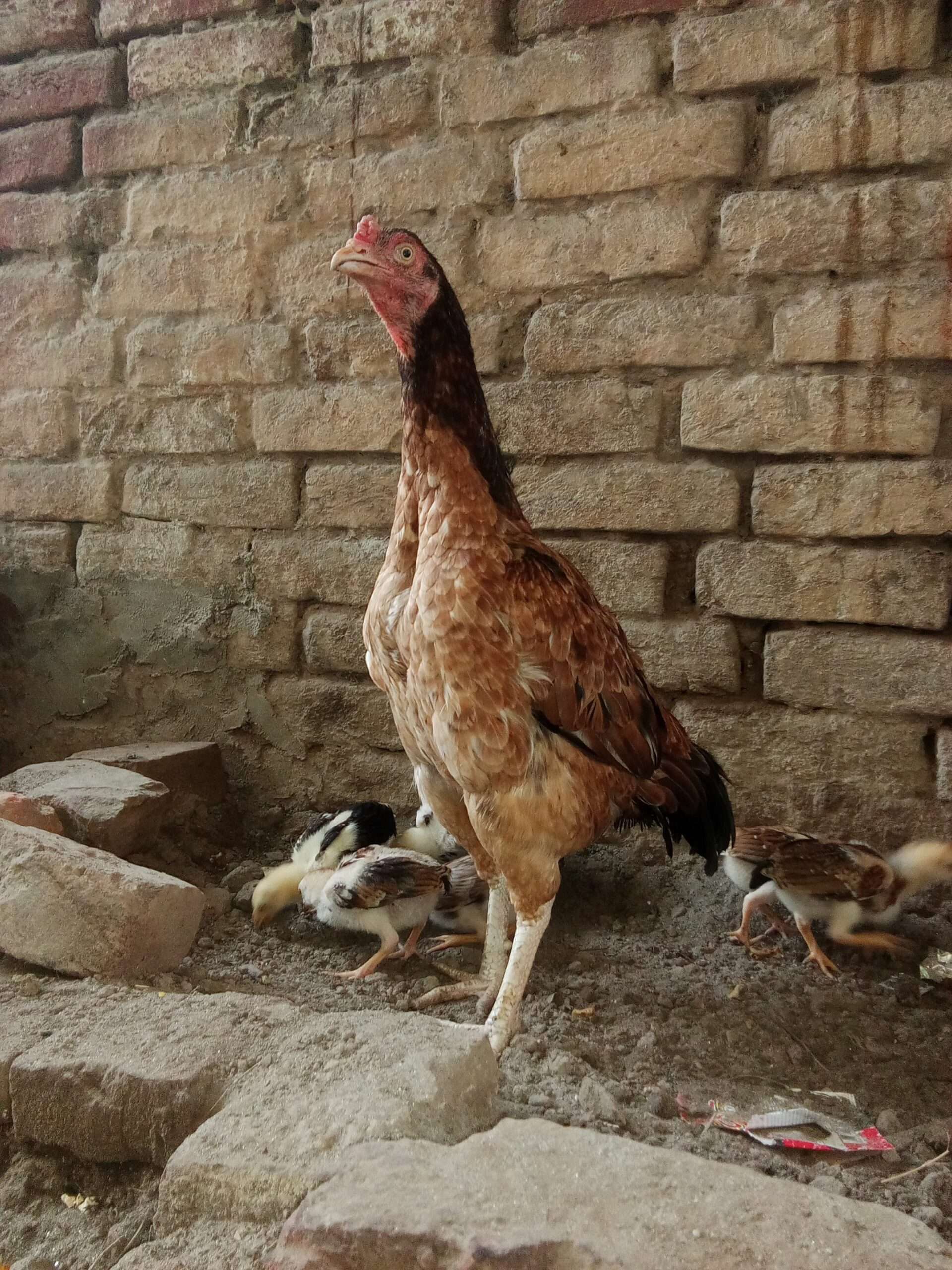 Only female for sale hight quality