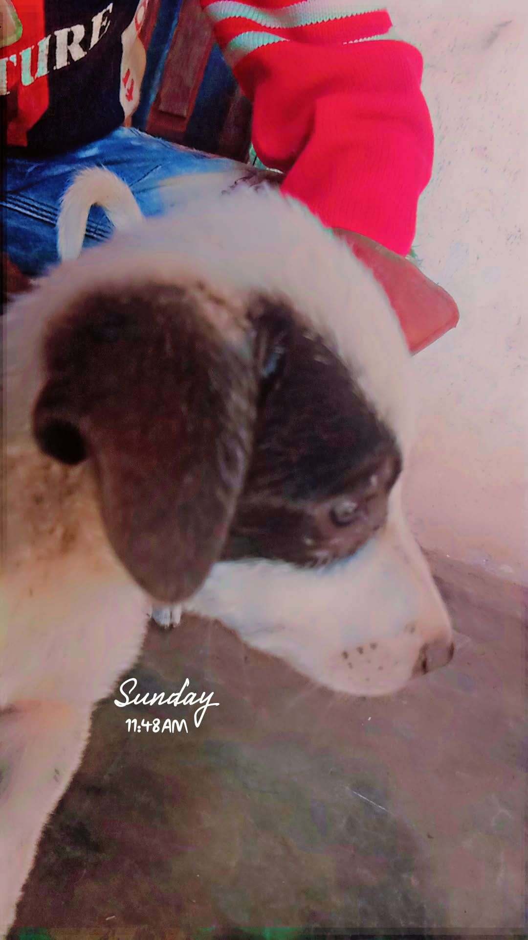 Russian kids dog sale