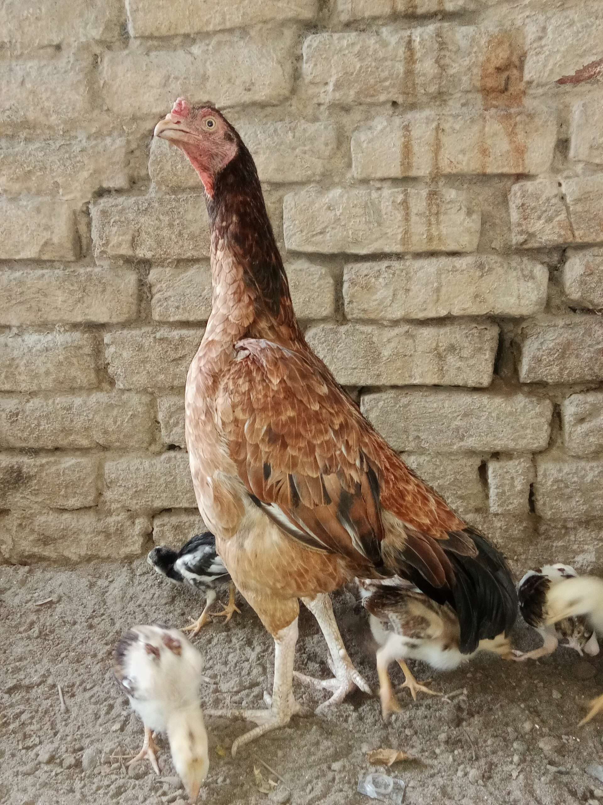 Only female for sale hight quality