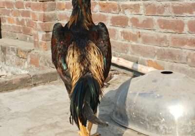 9d834113-9606-409a-b4c4-52f396b43f6d-1