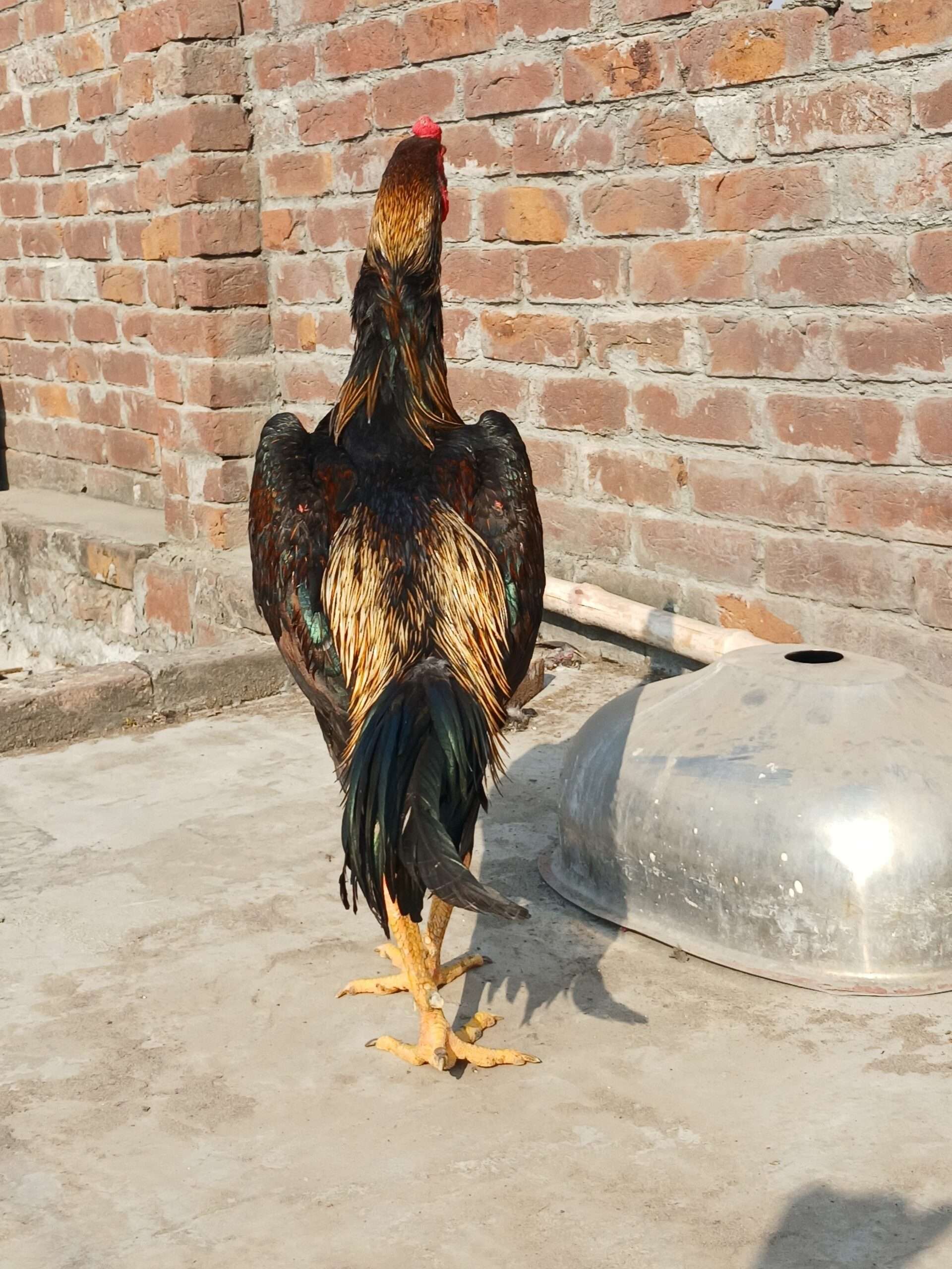 Japanese king size male