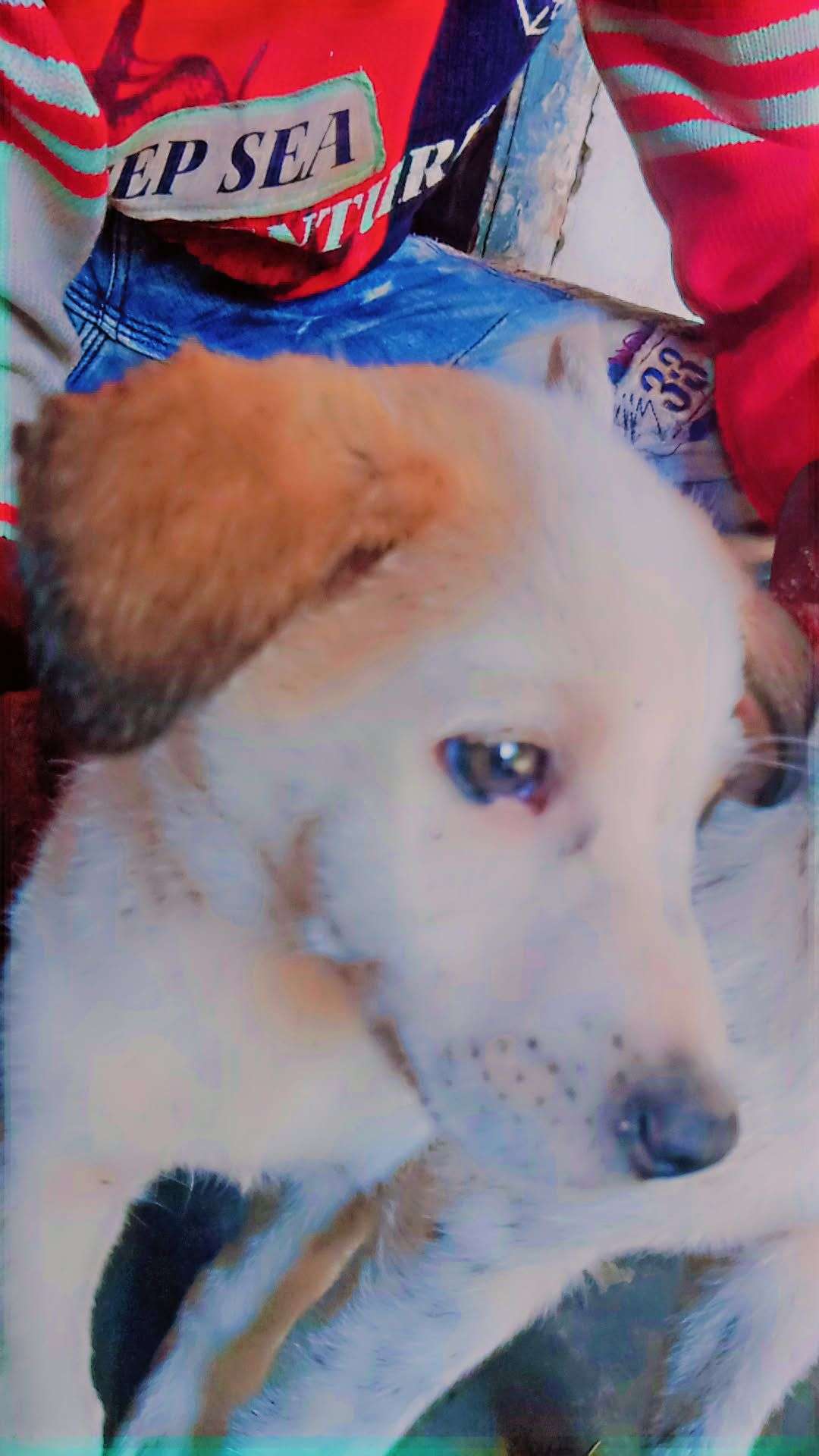 Russian kids dog sale