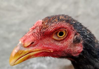 b8d40b31-ab72-4bbe-b922-9618bfa93acc