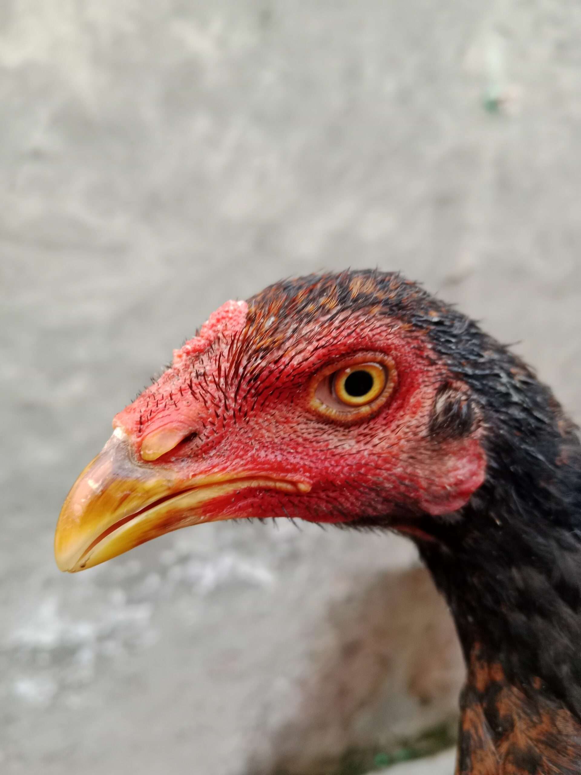 Thai cross long height