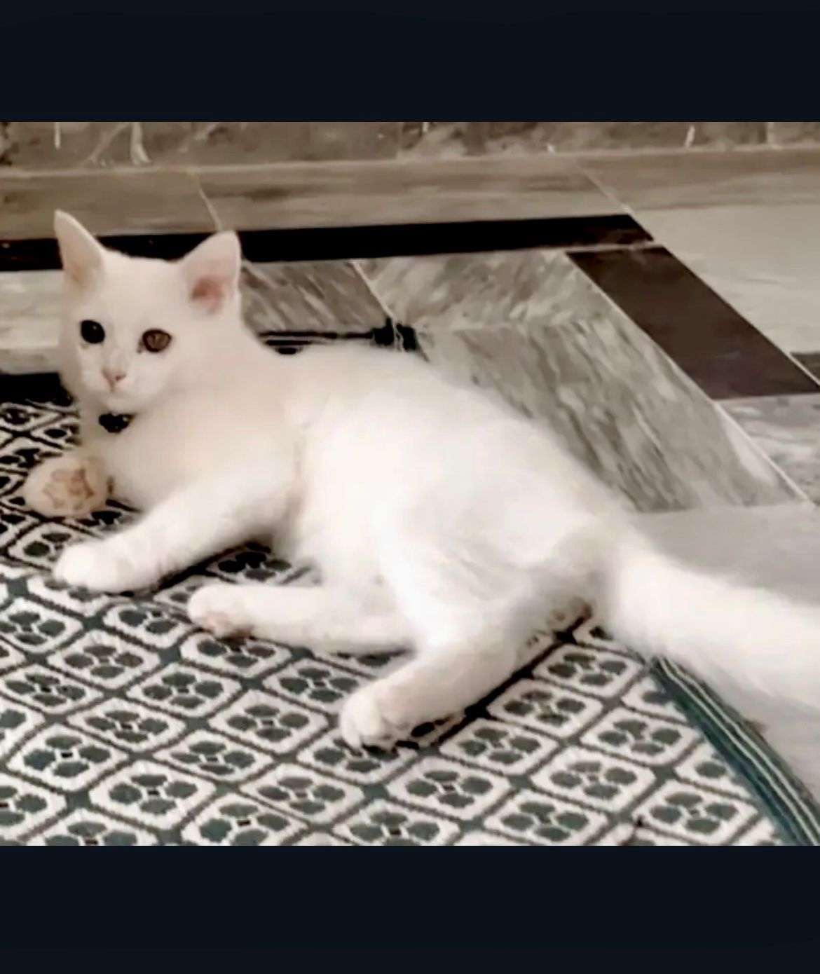 Persian best deal 🤝