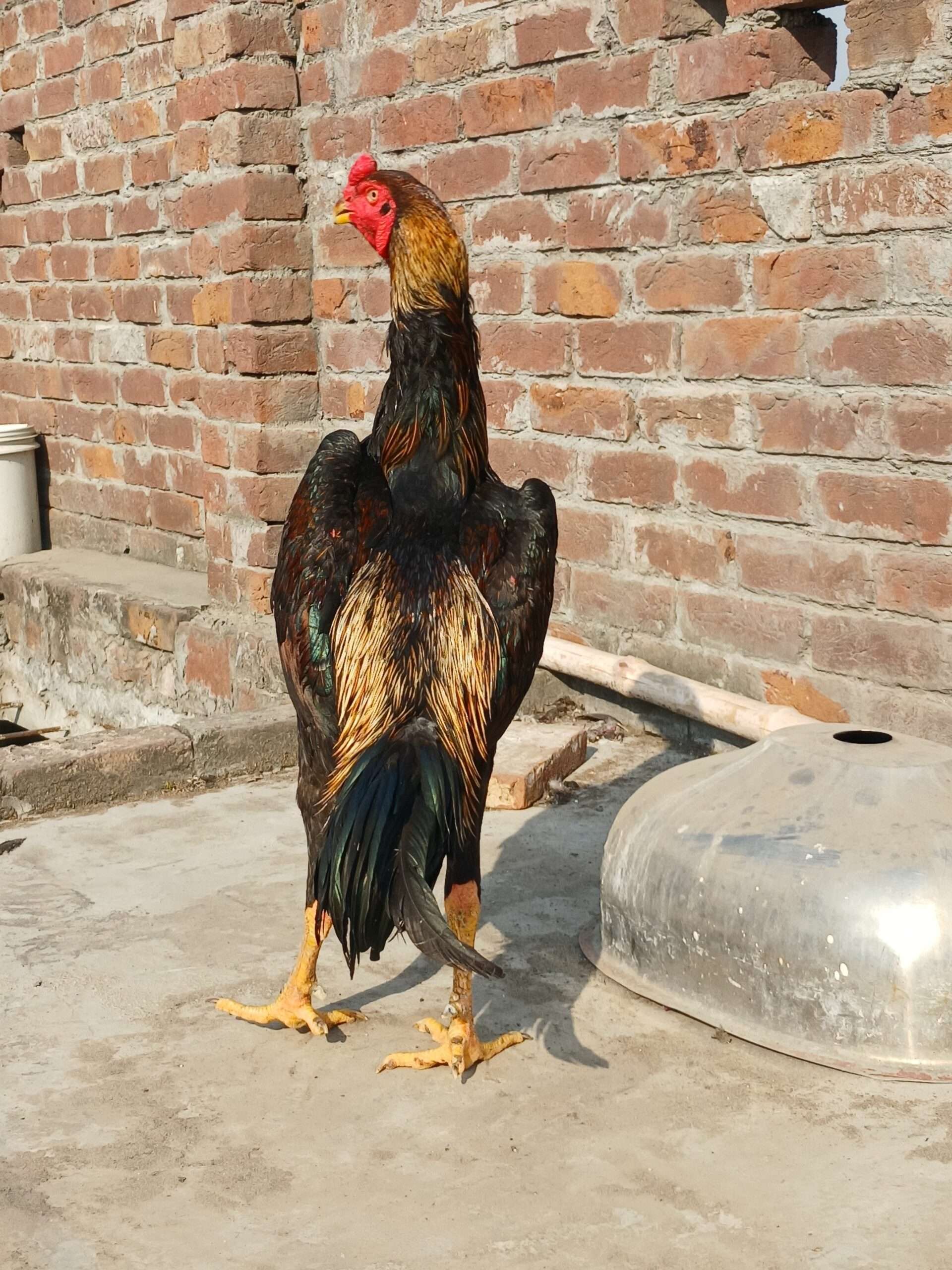 Japanese king size male