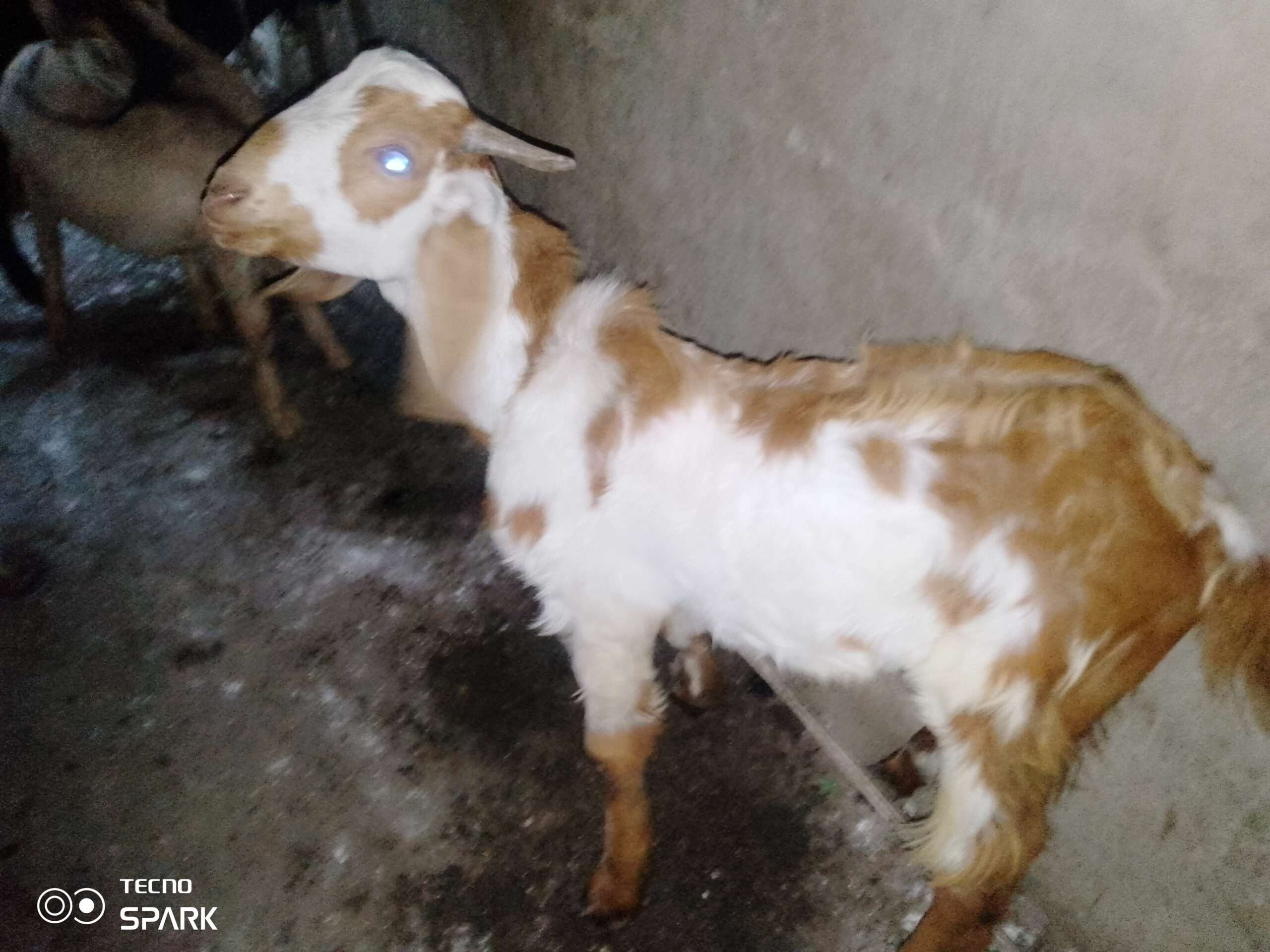 Desi teddy tapray kheeray bakray