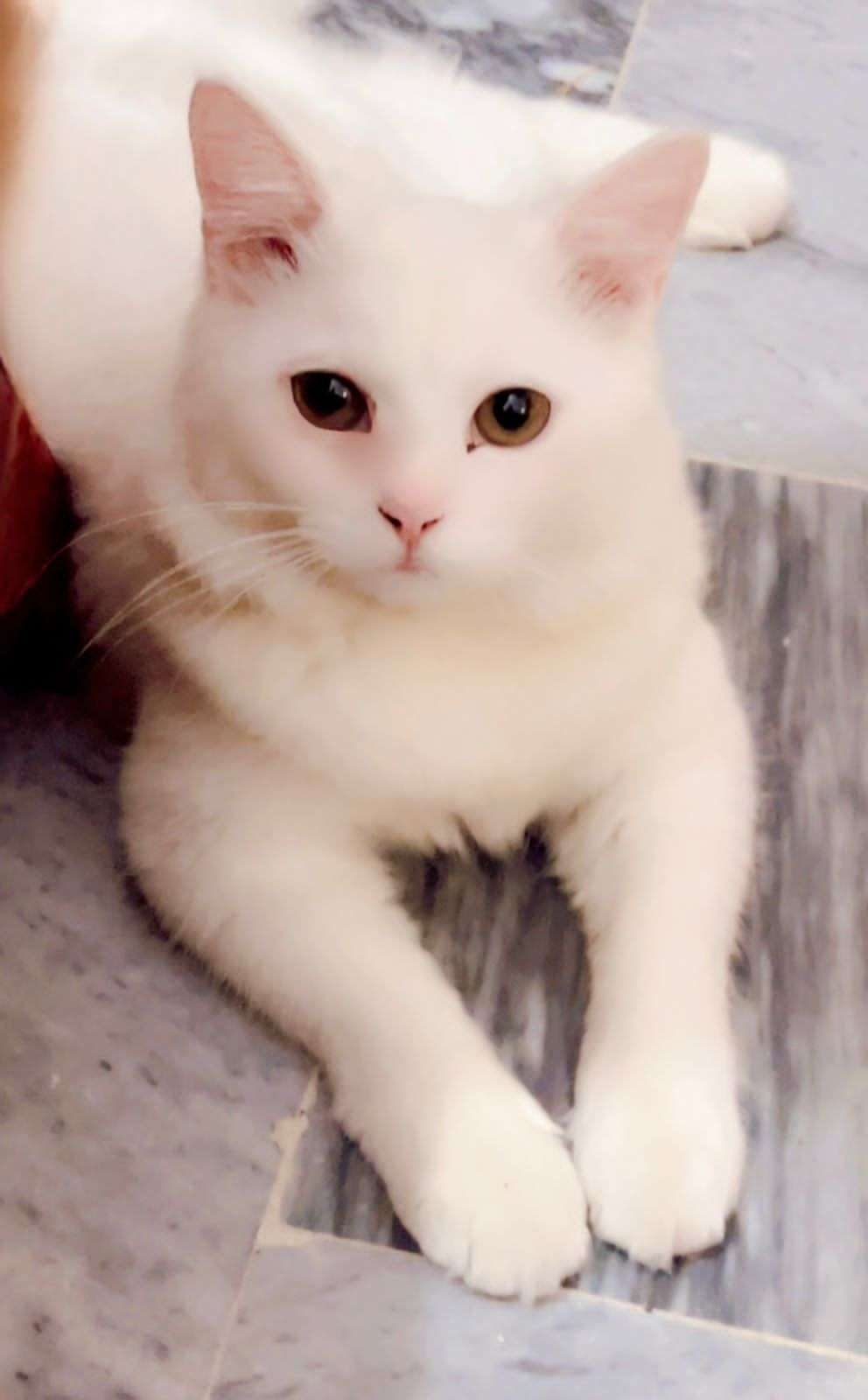 Persian best deal 🤝