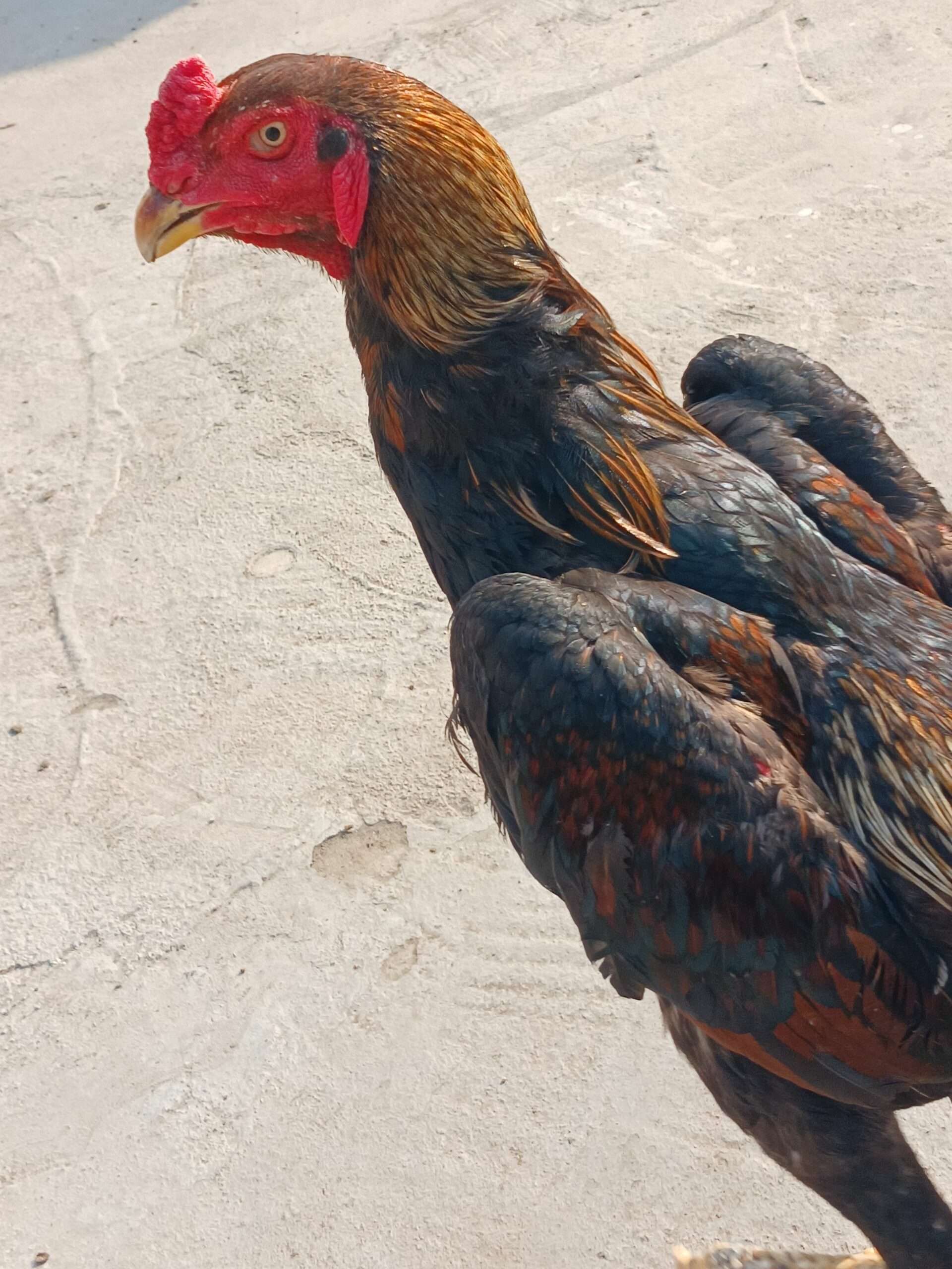 Japanese king size male